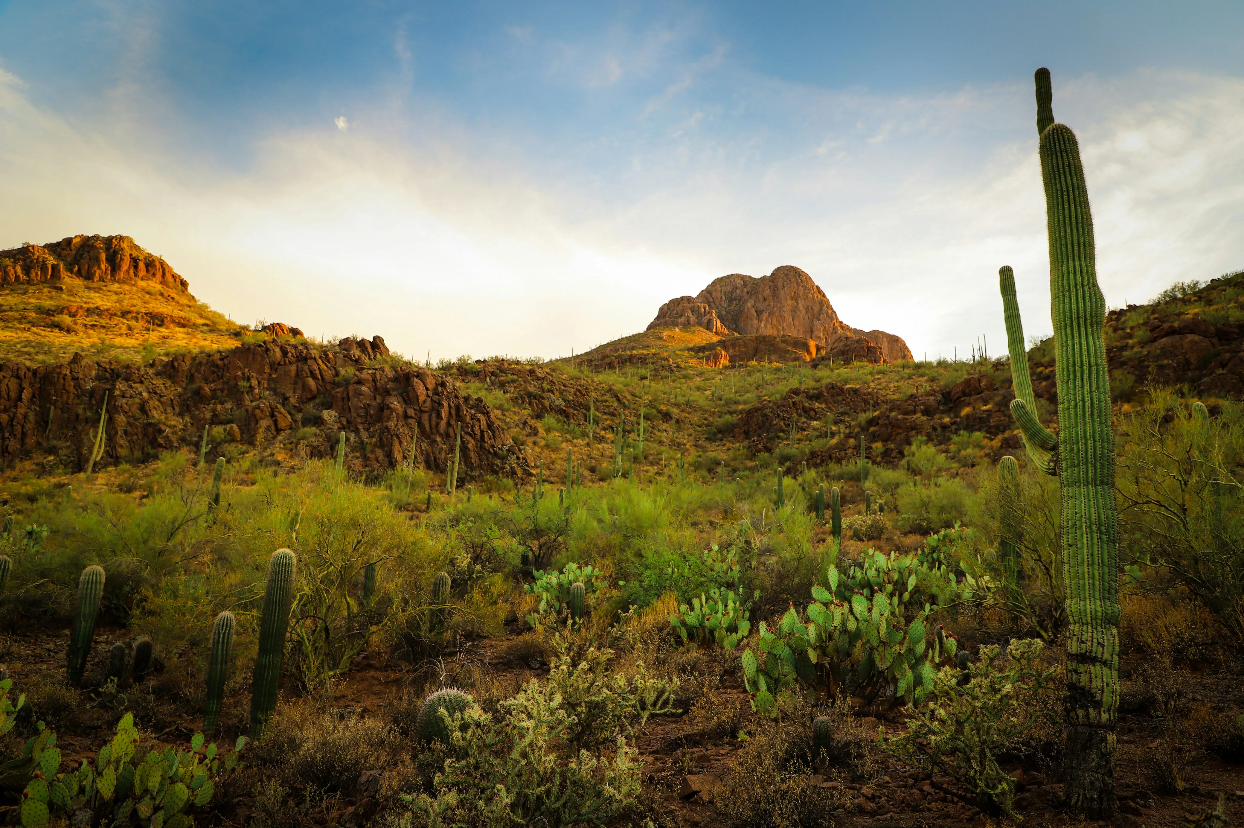 Saguaro cactus on a desert hillside outside Tucson in golden evening light