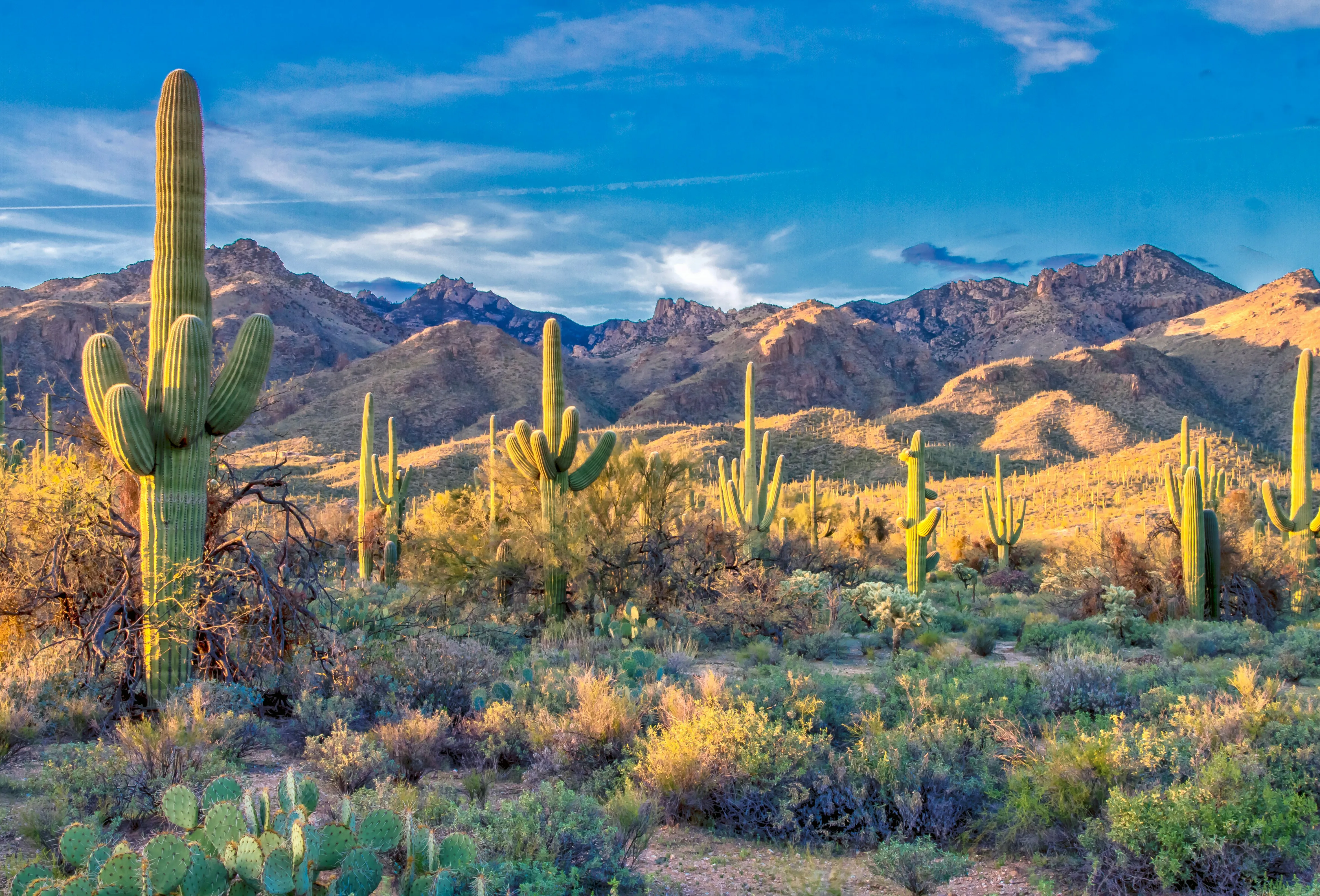 Saguaros in the foothills of the Santa Catalina Mountains near Tucson at sunset