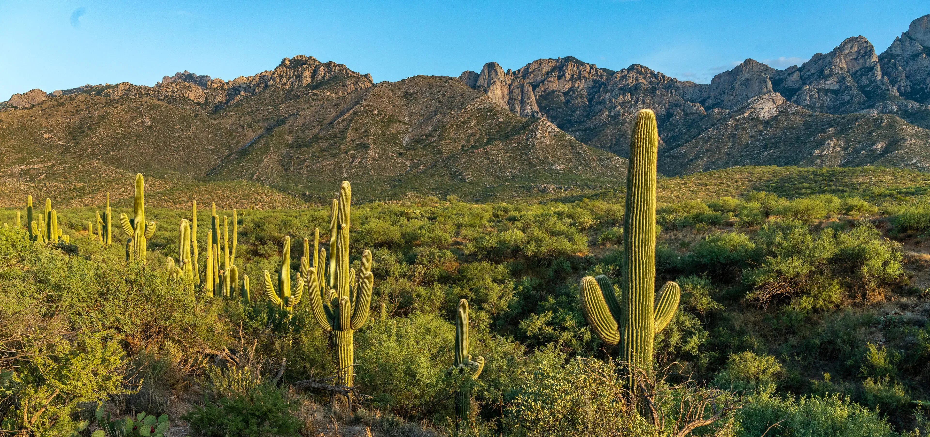 Saguaros scattered across green desert beneath rugged mountain peaks near Green Valley