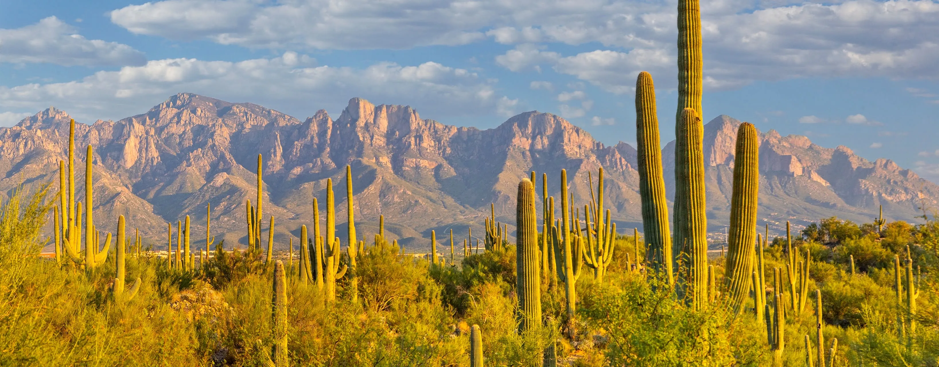 Saguaros beneath the Santa Catalina Mountains in Oro Valley on a bright day